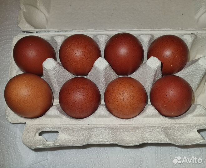 Инкубационное яйцо кур Маран