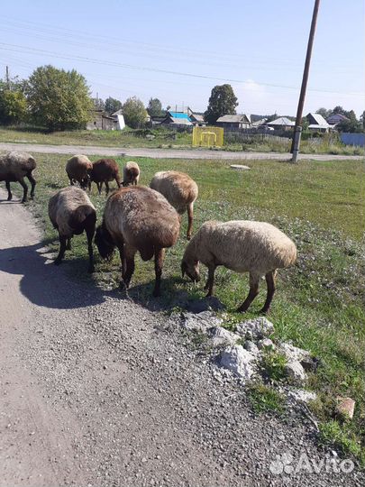Баран
