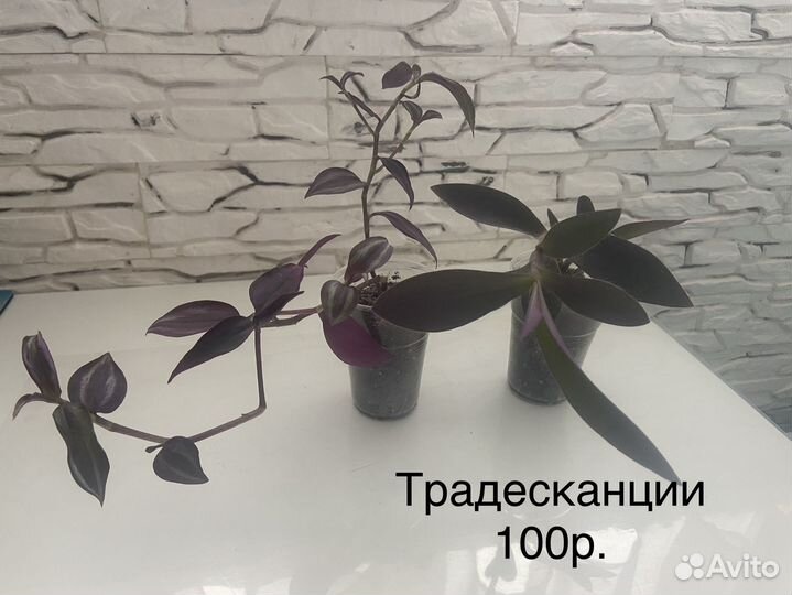 Комнатные цветы