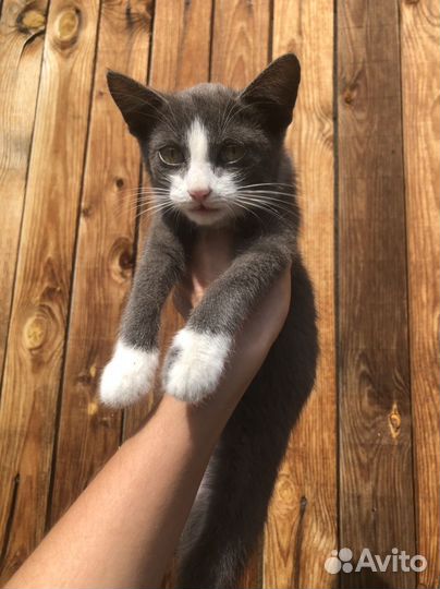 Котята мальчики