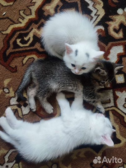 Котята в добрые руки