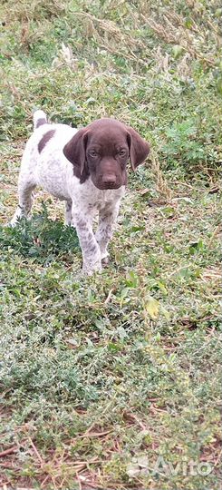 Щенки курцхаара