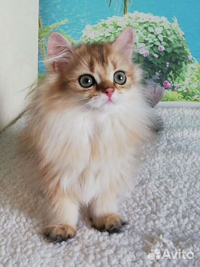 Британская золотая кошка