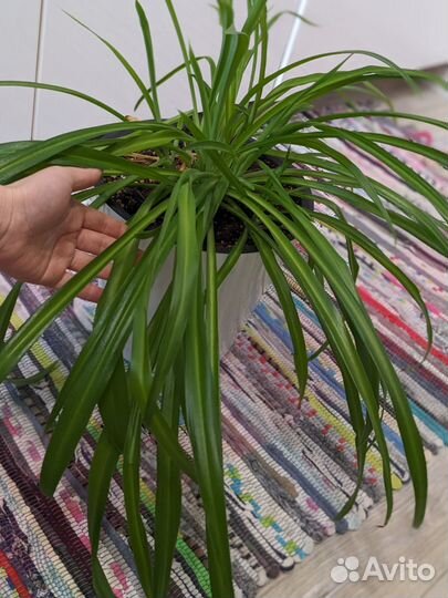 Хлорофитум