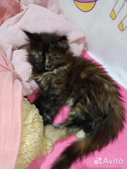 Котята Мейн-кун (Полидакт и классик)