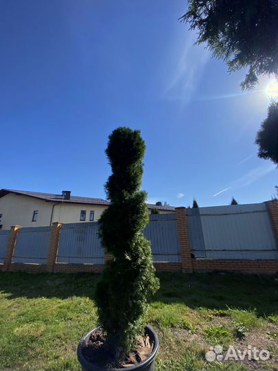 Туя Смарагд Спираль 250 см