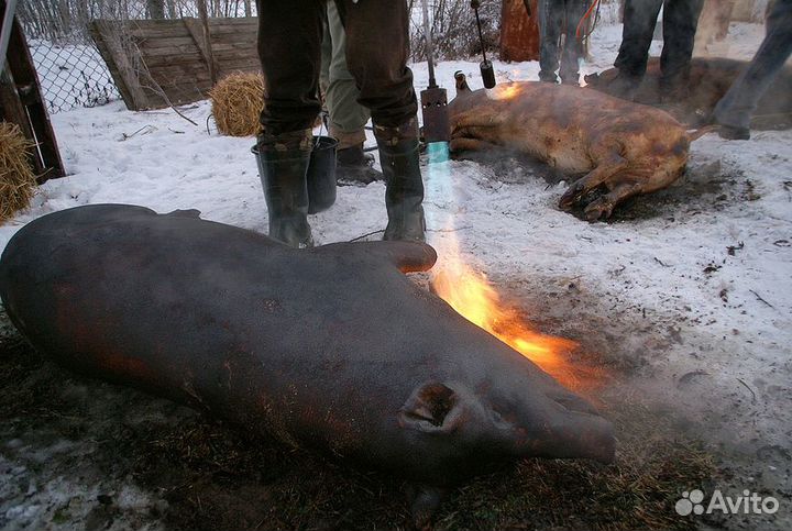 Резка свиней