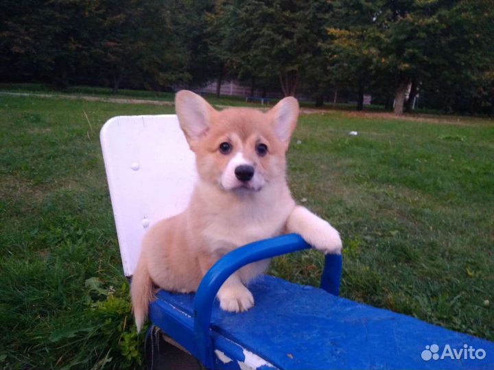 Вельш-корги пемброк