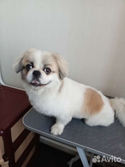 Стрижка собак и кошек