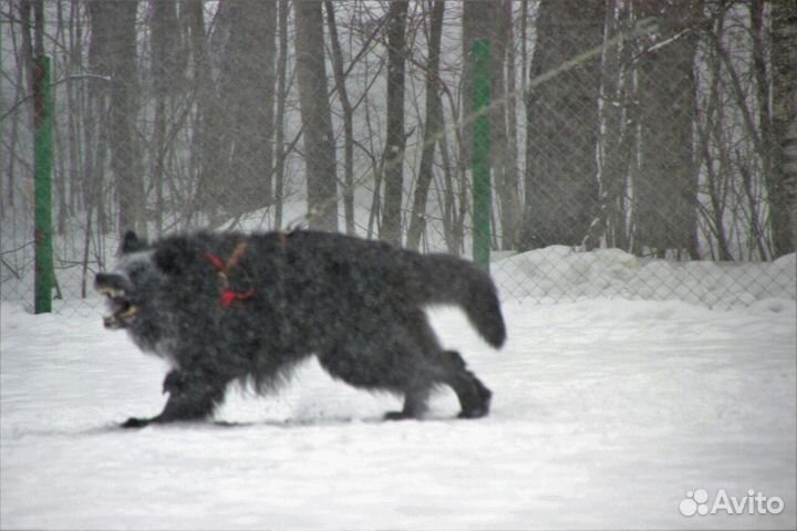 Немцы(вязка)