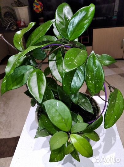 Хойя карноза