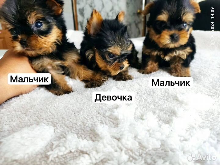 Йоркширский терьер щенки