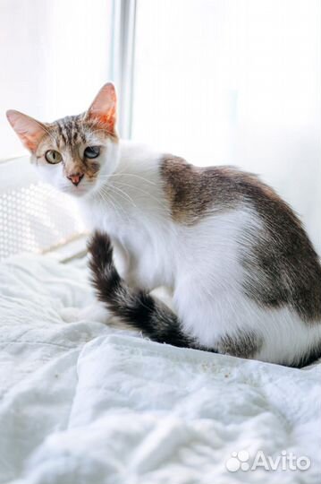 Кошка из приюта