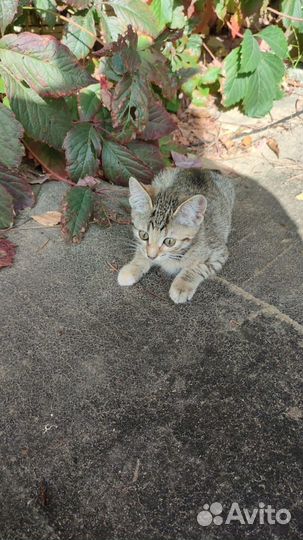 Отдам котят в добрые руки