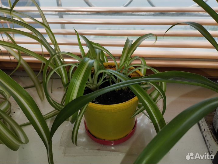 Хлорофитум