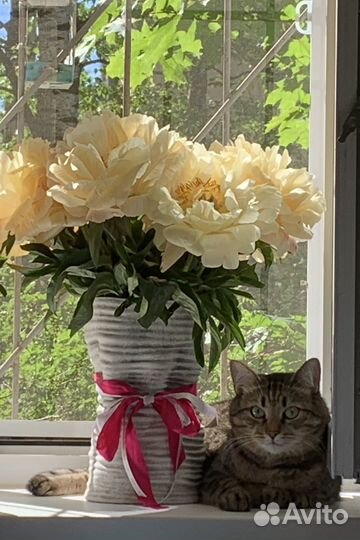 Семья котиков ищет дом