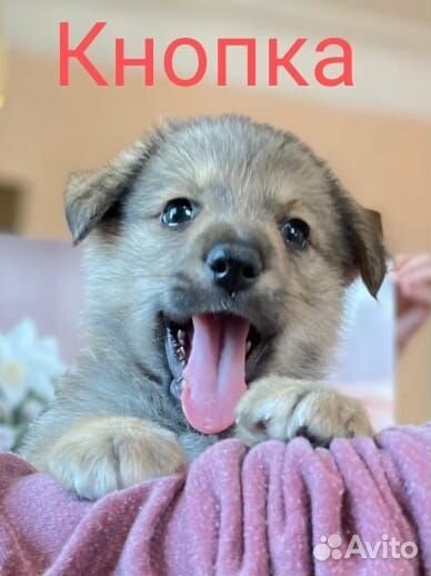 Собаки бесплатно