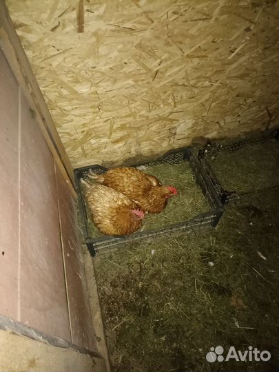 Куры несушки