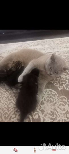 Кошечка 2 месяца