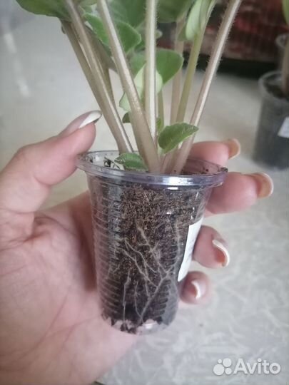 Фиалка Голубой поток(трейлер)