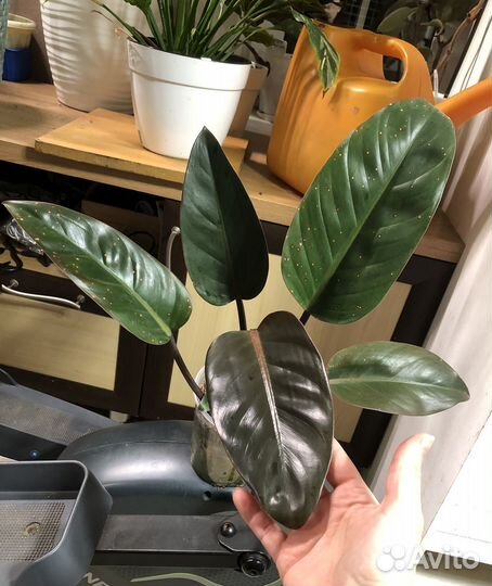 Филоденрон конго ред