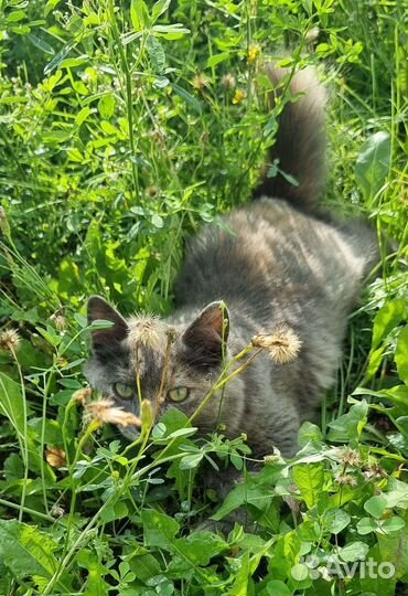 Котёнок, SOS