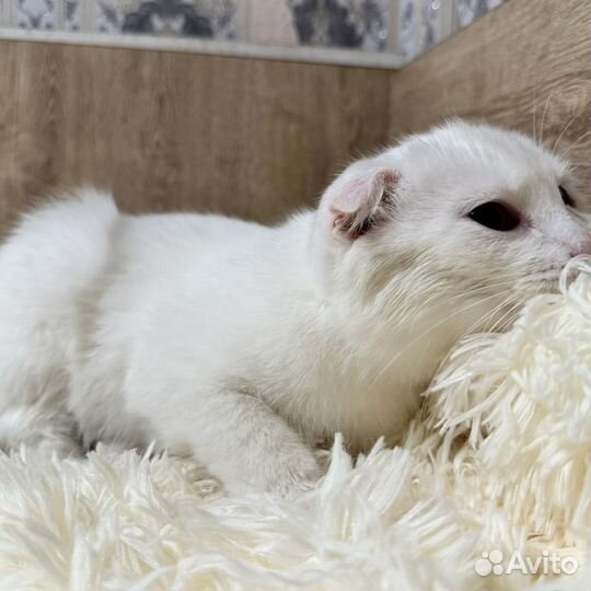 Отдам кошечку, в добрые руки