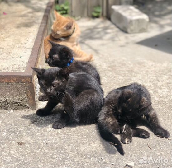 Отдам в хорошие руки котенка