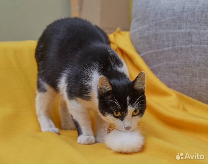 Котенок в добрые руки