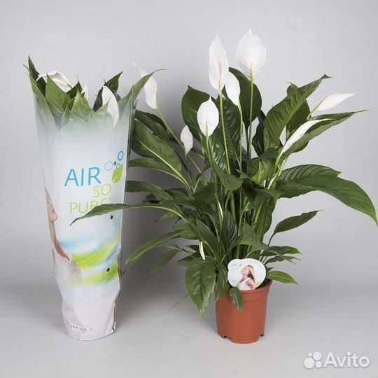 Комнатные растения