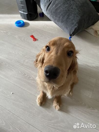 Кокер спаниель