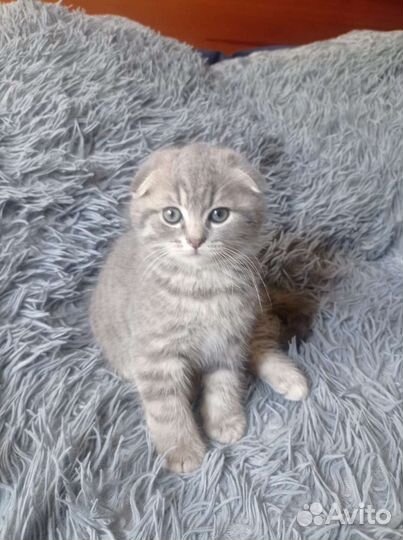 Шотландская вислоухая кошка
