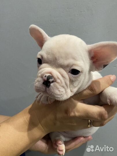 Французский бульдог щенки