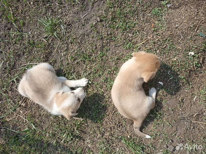 Щенки бесплатно