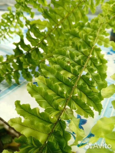 Папоротник вериегатный кудрявый