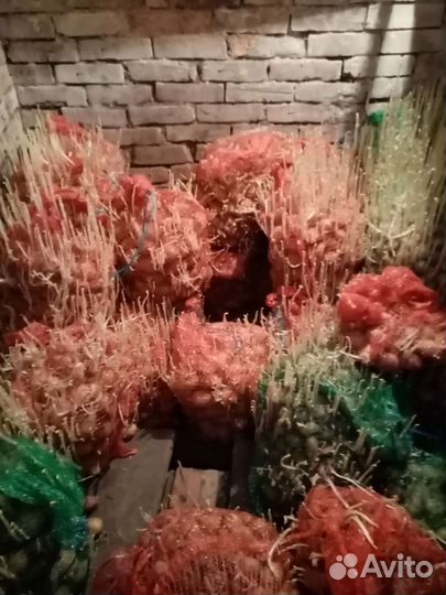 Семенной картофель