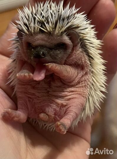 Ёжик африканский карликовый