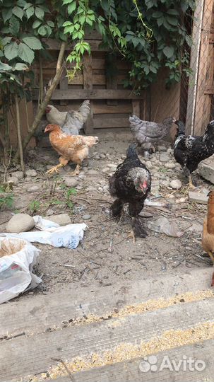 Молодые петухи