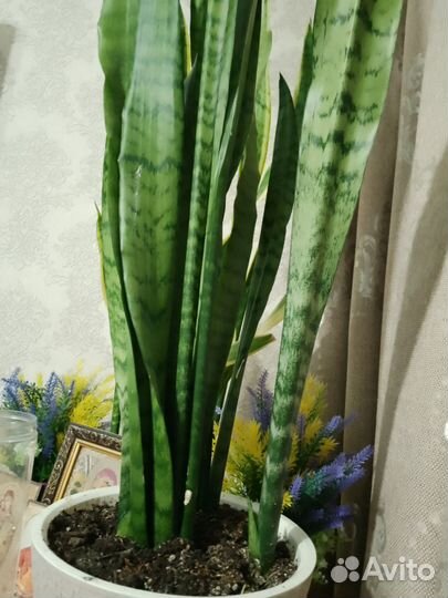 Сансевиерия