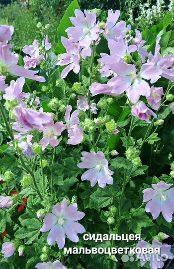 Многолетние растения