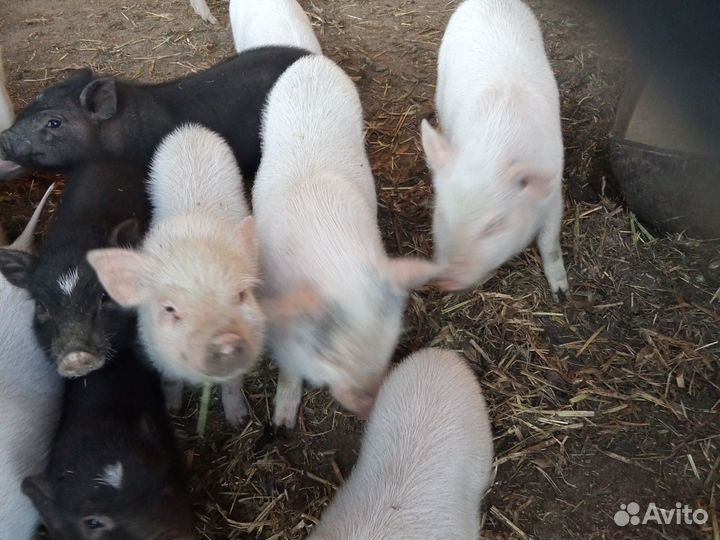 Вьетнамские поросята