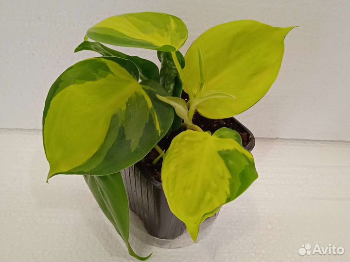 Филодендрон сканденс бразил