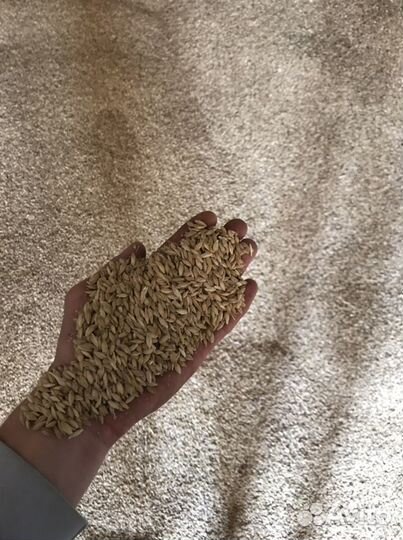 Пшеница Овес Ячмень