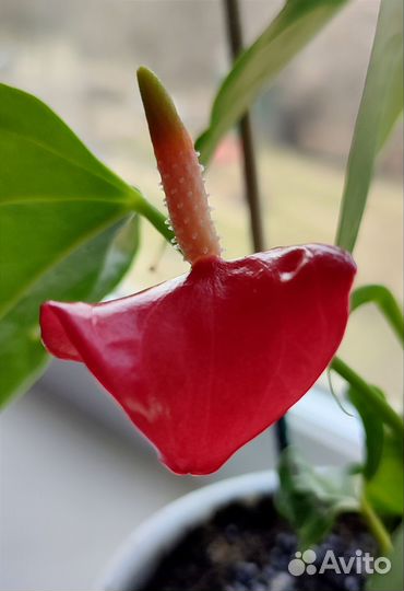 Антуриум (мужское счастье) комнатное растение