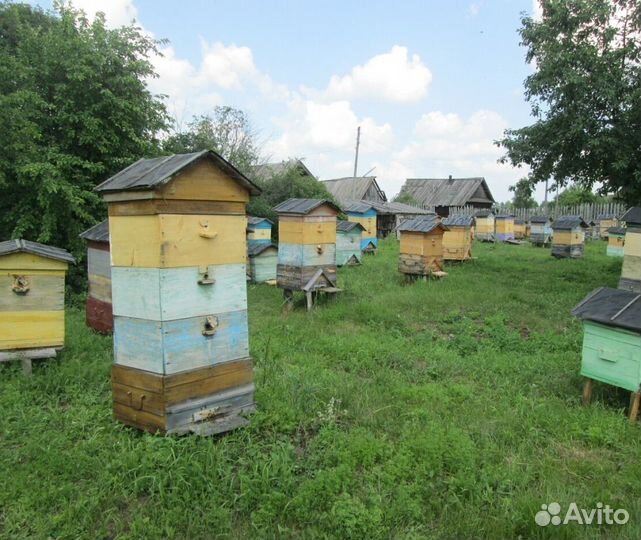 2024 Мед натуральный алтайский опт