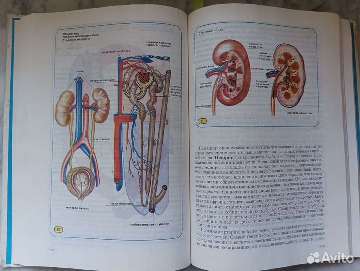 Биология человека Шабатура Н.Н