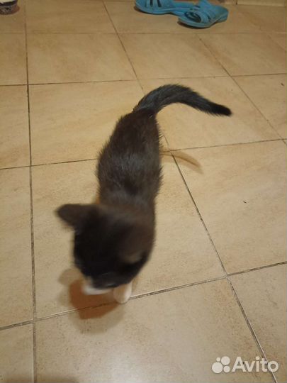 Котенок