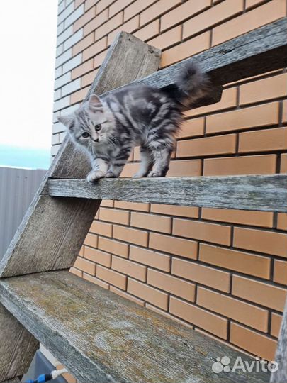 Молодая кошечка