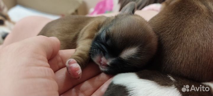 Собаки щенки