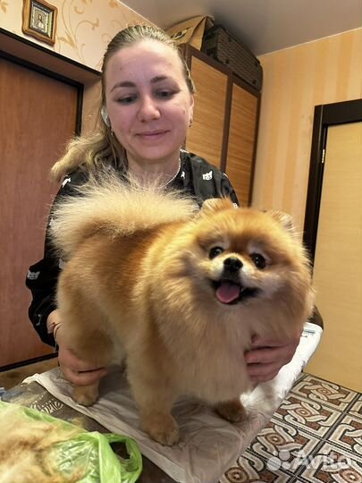 Стрижка и вычесывание животных (кошек, собак)